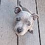 puppy, dog, gray, wooden_deck, pet, cute, looking_up, outdoor, young_dog, animal, ears, paws, floor, canine, small_dog, adorable, fur, companion, pet_animal, curious