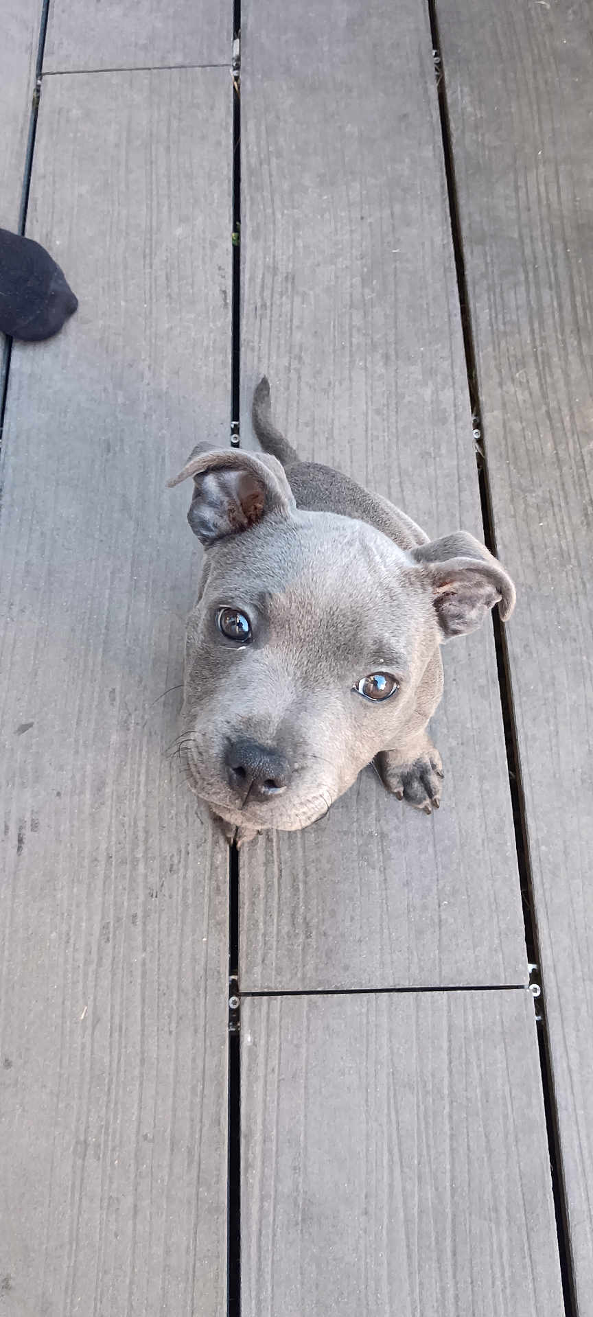 Nala participe au concours pour gagner de l'argent avec cette photo : puppy, dog, gray, wooden_deck, pet, cute, looking_up, outdoor, young_dog, animal, ears, paws, floor, canine, small_dog, adorable, fur, companion, pet_animal, curious