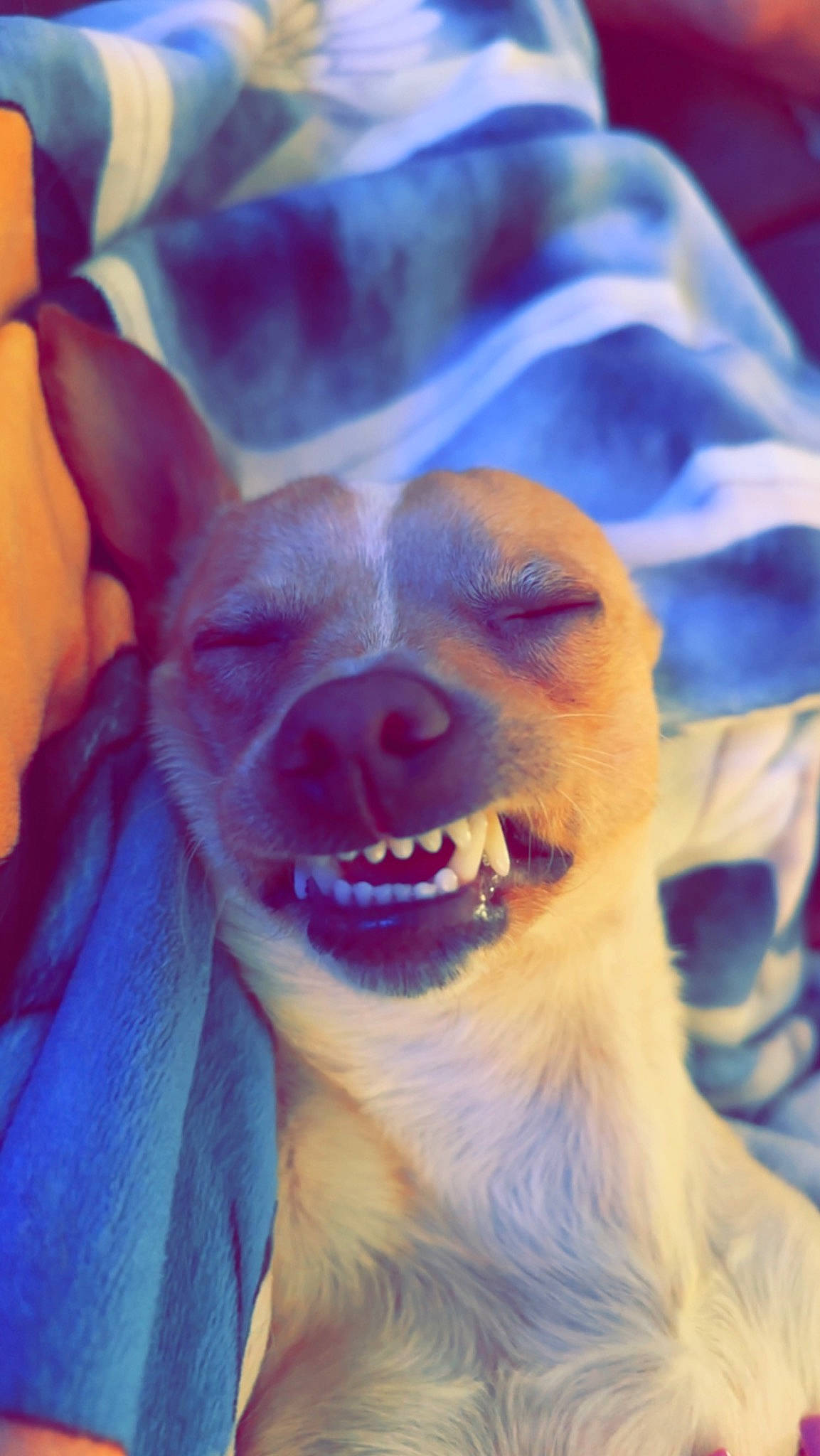 Pow joined the competition — help win amazing prizes! beard, dog_breed, ear, electric_blue, facial_hair, fang, fawn, fur, gesture, happy, human_body, jaw, nose, purple, shout, smile, snout, sunglasses, tooth, whiskers