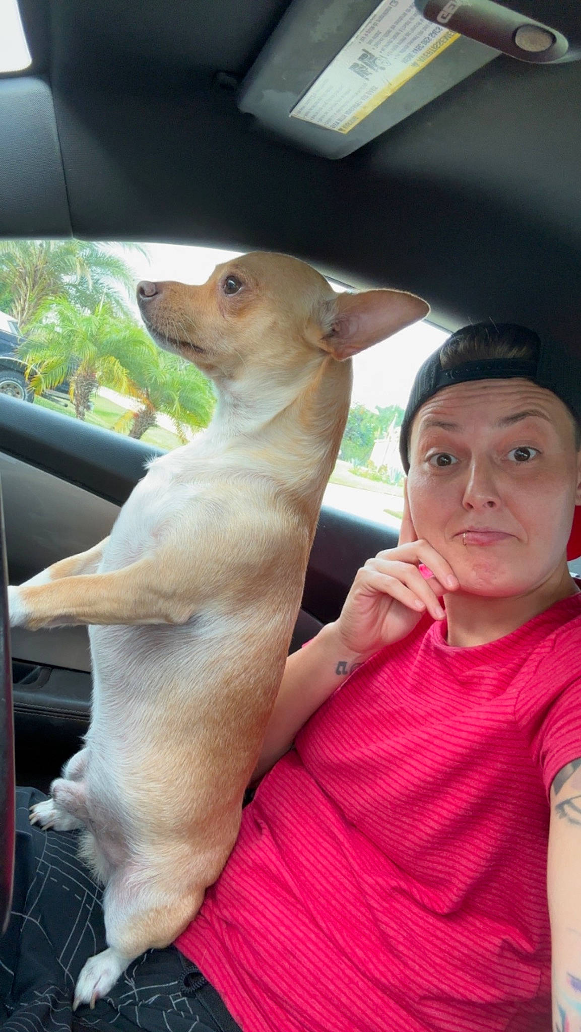 Pow is registered to the contest to win money with this photo: canidae, carnivore, comfort, companion_dog, corgi_chihuahua, dog, dog_breed, fawn, gesture, nail, sporting_group, terrestrial_animal, thumb, whiskers, working_animal