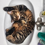 Castiel joined the competition — help win amazing prizes! bathroom, bottle, cat, countertop, cozy, curled_up, cute, domestic_animal, faucet, feline, fur, paw, pet, relaxed, sink, sleeping, striped, tabby, toiletries, white