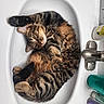 bathroom, bottle, cat, countertop, cozy, curled_up, cute, domestic_animal, faucet, feline, fur, paw, pet, relaxed, sink, sleeping, striped, tabby, toiletries, white