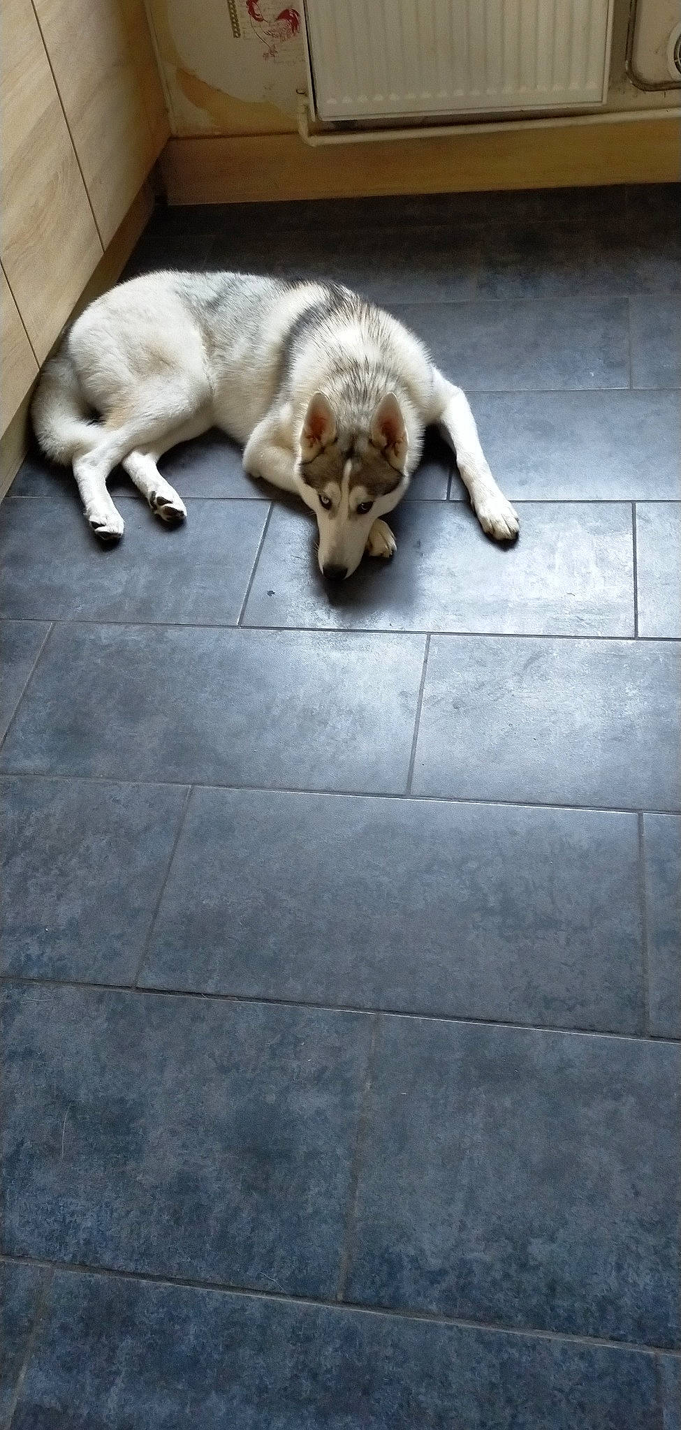 Hubble participe au concours pour gagner de l'argent avec cette photo : carnivore, comfort, companion_dog, dog, dog_breed, fawn, felidae, floor, flooring, hardwood, paw, road_surface, small_to_medium_sized_cats, snout, street_dog, tail, vertebrate, whiskers, wood, working_animal