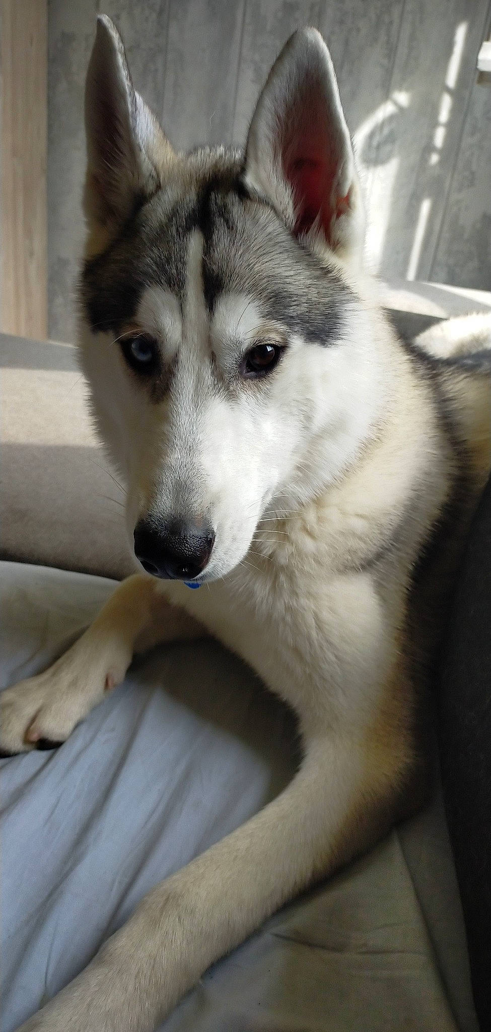 Hubble a rejoint le concours — aidez-le/la à gagner de superbes lots ! ancient_dog_breeds, canidae, canis, carnivore, companion_dog, dog, dog_breed, fawn, fur, siberian_husky, sled_dog, snout, sporting_group, tail, terrestrial_animal, whiskers, wildlife, wolf, working_animal, working_dog