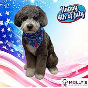 Titan joined the competition — help win amazing prizes! american_flag, background, bandana, blue, canine, celebration, cute, dog, festive, fur, holiday, logo, patriotic, pet_grooming, portrait, red, sitting, stars, stripes, text_overlay