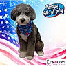 american_flag, background, bandana, blue, canine, celebration, cute, dog, festive, fur, holiday, logo, patriotic, pet_grooming, portrait, red, sitting, stars, stripes, text_overlay
