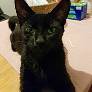 Harry a rejoint le concours — aidez-le/la à gagner de superbes lots ! black_cat, cat, green_eyes, pet, indoor, stretching, fur, whiskers, table, household_items, basket, bottle, pink_surface, domestic_animal, close_up, curious, animal, feline, cozy, portrait