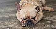 Chunk Norris joined the competition — help win amazing prizes! dog, french_bulldog, sleeping, spiked_collar, pet, indoor, wooden_floor, resting, cute, animal, canine, napping, domestic, fur, short_hair, compact, relaxed, snout, ears, paws
