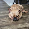 dog, french_bulldog, sleeping, spiked_collar, pet, indoor, wooden_floor, resting, cute, animal, canine, napping, domestic, fur, short_hair, compact, relaxed, snout, ears, paws