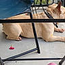 Chunk Norris is registered to the contest to win money with this photo: dog, beige, collar, spiked_collar, lying, concrete_floor, chair, metal_frame, blue_chair, flower, pink_flower, paw, pet, animal, outdoor, resting, side_view, close_up, calm, domestic