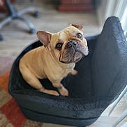 Chunk Norris joined the competition — help win amazing prizes! dog, french_bulldog, pet, animal, indoor, chair, black_chair, curious, cute, wrinkles, short_hair, brown_dog, looking_up, seated, floor, furniture, domestic, companion, canine, portrait