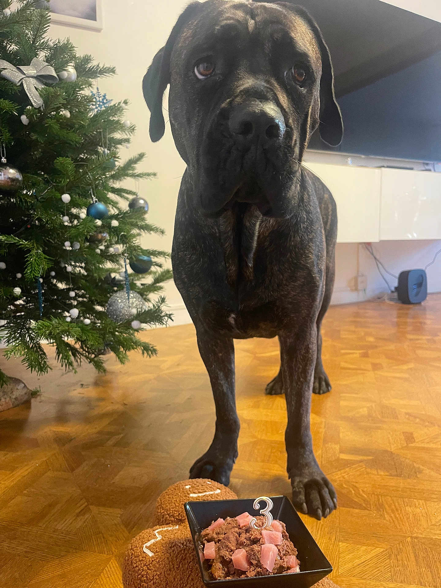 Tokyo a rejoint le concours — aidez-le/la à gagner de superbes lots ! dog, brindle, birthday, candle, food, bowl, floor, wooden_floor, christmas_tree, ornaments, toy, gingerbread_man_toy, indoor, pet, celebration, cute, animal, waiting, decor, holiday
