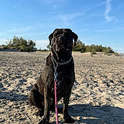 Tokyo participe au concours pour gagner de l'argent avec cette photo : animal, beach, calm, canine, chain_collar, daytime, dog, landscape, leash, nature, outdoor, pet, quiet, recreation, sand, shadow, sitting, sky, summer, sunny