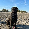 animal, beach, calm, canine, chain_collar, daytime, dog, landscape, leash, nature, outdoor, pet, quiet, recreation, sand, shadow, sitting, sky, summer, sunny