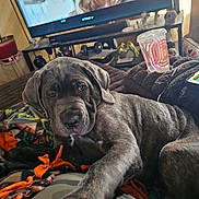 Towcar is registered to the contest to win money with this photo: animal, blanket, brindle, colorful_blanket, couch, cozy, cup, dog, furniture, gaming_controller, indoors, living_room, pet, plant, puppy, relaxed, resting, tablet, television, window