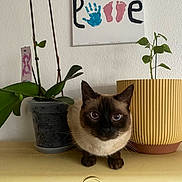 Mimine a rejoint le concours — aidez-le/la à gagner de superbes lots ! animal, cat, cookware, flower, flowerarrangement, ikebana, jar, leaf, number, pet, plant, planter, pot, pottedplant, pottery, siamese, symbol, text, vase, window