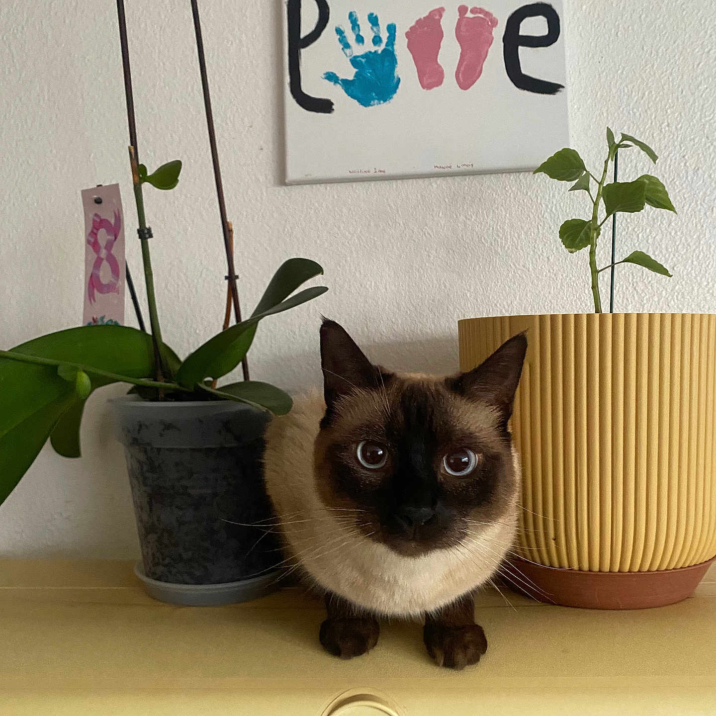 Mimine a rejoint le concours — aidez-le/la à gagner de superbes lots ! animal, cat, cookware, flower, flowerarrangement, ikebana, jar, leaf, number, pet, plant, planter, pot, pottedplant, pottery, siamese, symbol, text, vase, window