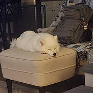 Willow is registered to the contest to win money with this photo: dog, white_dog, sleeping, ottoman, furniture, backpack, living_room, indoor, cozy, resting, pet, canine, home, quiet, relaxation, carpet, blanket, chair, couch, domestic
