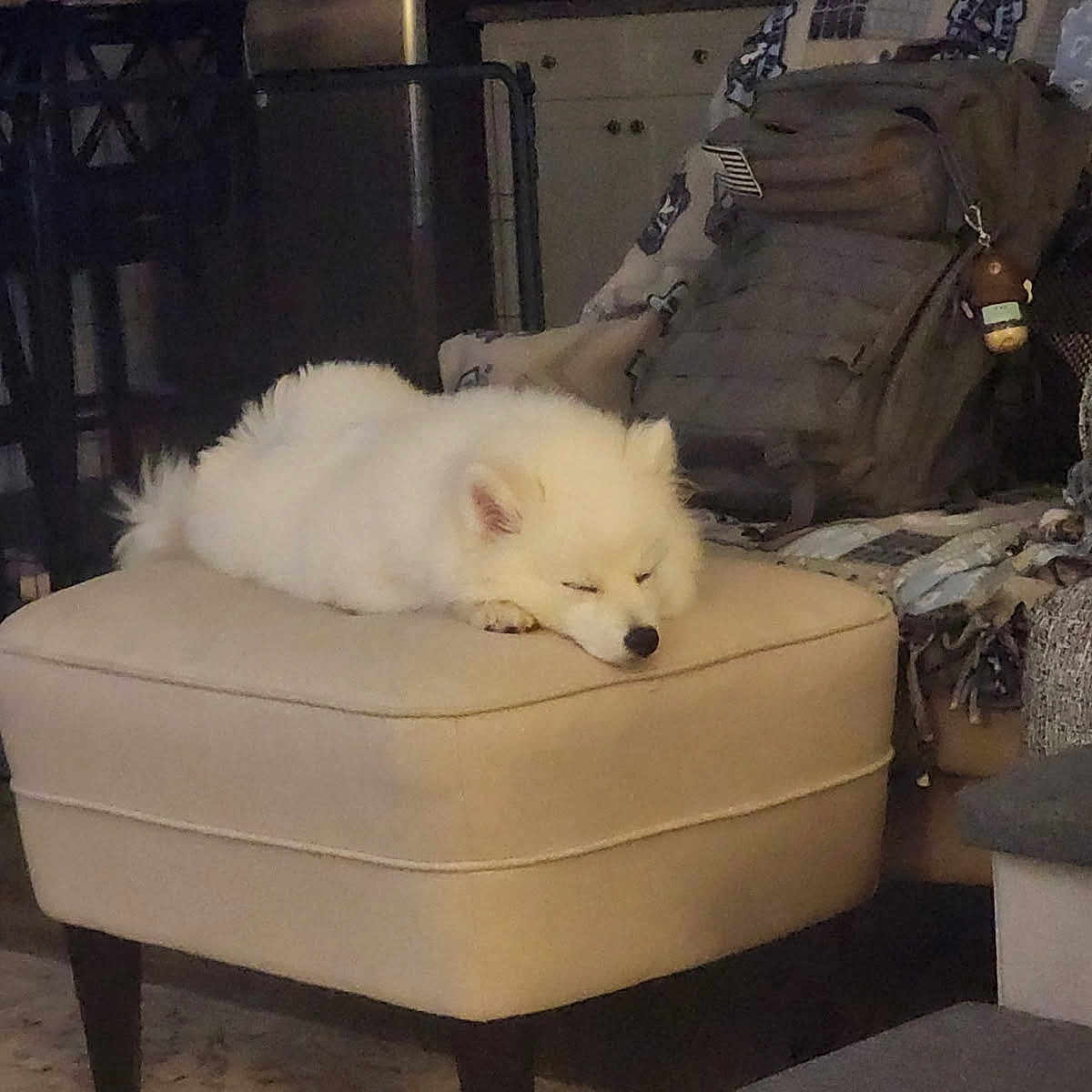 Willow is registered to the contest to win money with this photo: dog, white_dog, sleeping, ottoman, furniture, backpack, living_room, indoor, cozy, resting, pet, canine, home, quiet, relaxation, carpet, blanket, chair, couch, domestic