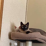 Frankie And Tiger joined the competition — help win amazing prizes! animal, blue_eyes, brown_cat, cat, cat_perch, cats, cozy, curious, cute, domestic, feline, furniture, indoor, pet, playful, resting, toy, two_cats, wall, white_cat