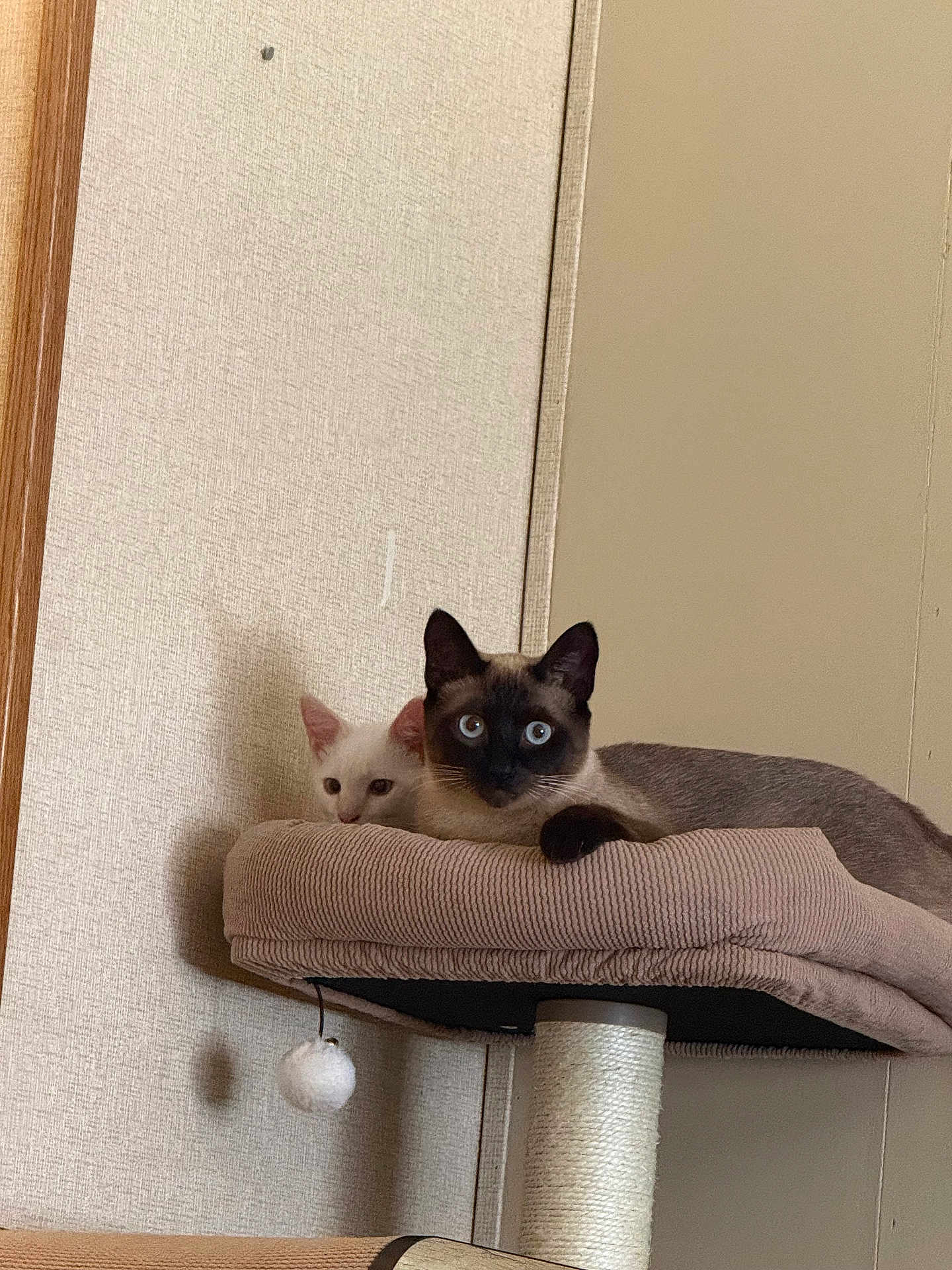 Frankie And Tiger