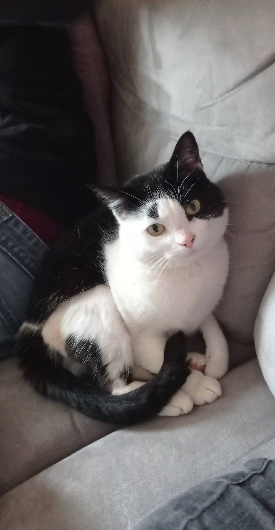 Kina a rejoint le concours — aidez-le/la à gagner de superbes lots ! box, carnivore, cat, comfort, computer_keyboard, domestic_short_haired_cat, felidae, foot, fur, grey, monochrome_photography, paw, sitting, small_to_medium_sized_cats, tail, whiskers