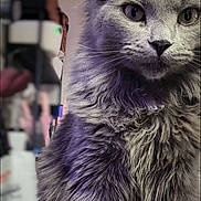 Kentrell joined the competition — help win amazing prizes! animal, cat, close_up, curious, cute, domestic_cat, feline, fluffy, fur, furry, gray_cat, indoor, mammal, pet, portrait, purple_light, sitting, soft, table, whiskers