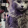 animal, cat, close_up, curious, cute, domestic_cat, feline, fluffy, fur, furry, gray_cat, indoor, mammal, pet, portrait, purple_light, sitting, soft, table, whiskers