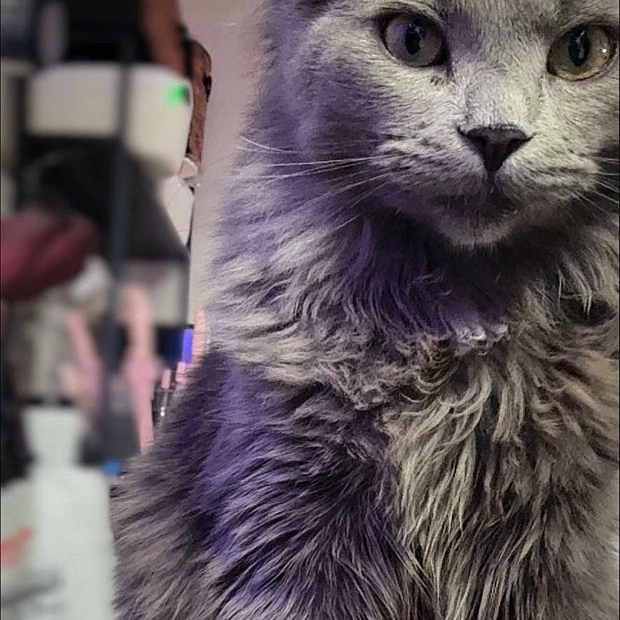Kentrell joined the competition — help win amazing prizes! animal, cat, close_up, curious, cute, domestic_cat, feline, fluffy, fur, furry, gray_cat, indoor, mammal, pet, portrait, purple_light, sitting, soft, table, whiskers
