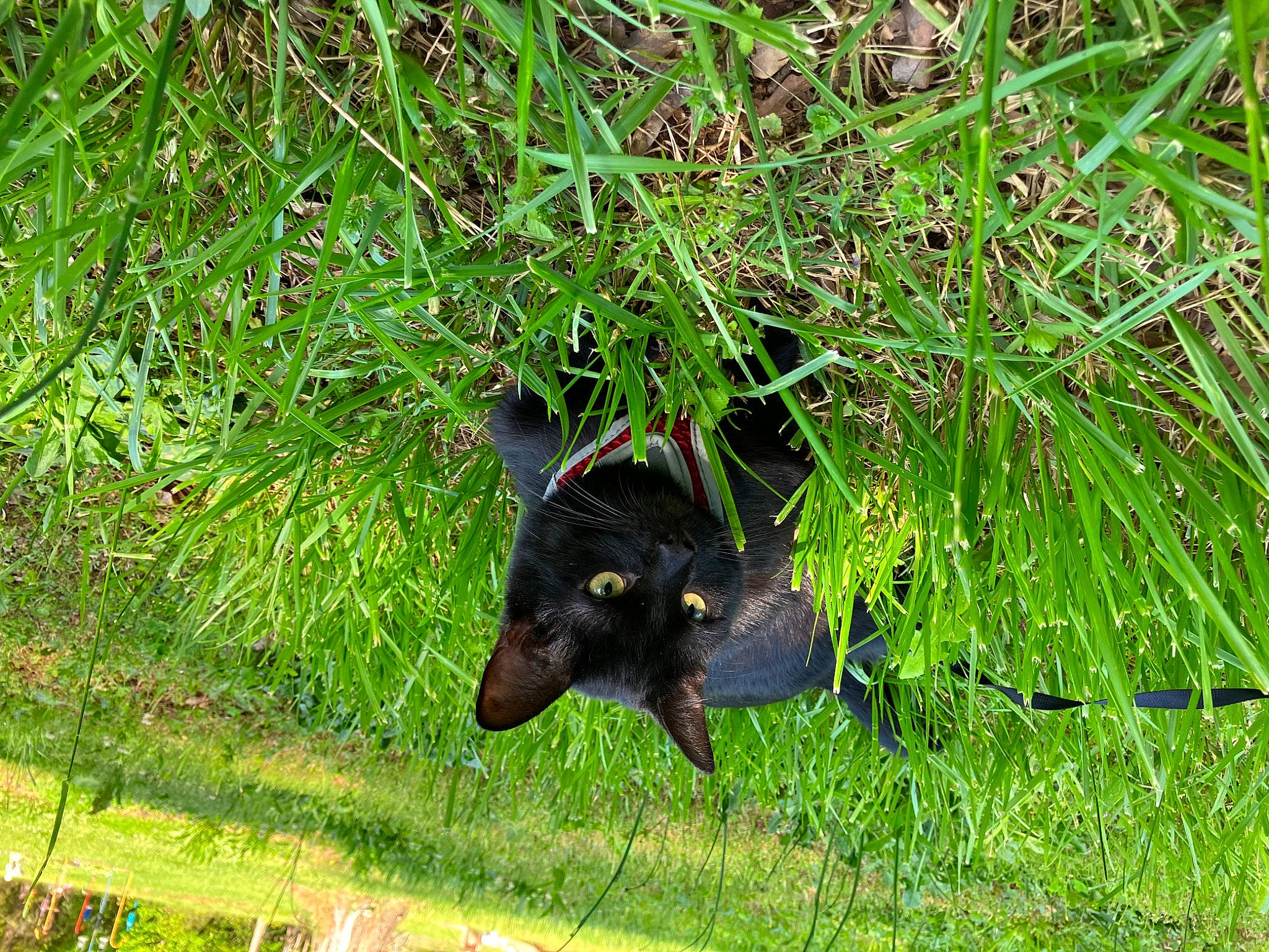 Bay-bay joined the competition — help win amazing prizes! dog_breed, felidae, grass, grass_family, grassland, groundcover, plant, sedge_family, snout, terrestrial_animal, terrestrial_plant, wildlife, working_animal