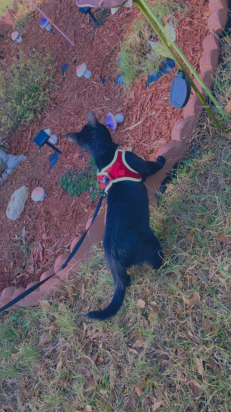 Bay-bay is registered to the contest to win money with this photo: canidae, carnivore, collar, dog, dog_breed, electric_blue, fawn, felidae, grass, leash, pet_supply, plant, shadow, small_to_medium_sized_cats, soil, sporting_group, tail, terrestrial_animal, tints_and_shades, tree