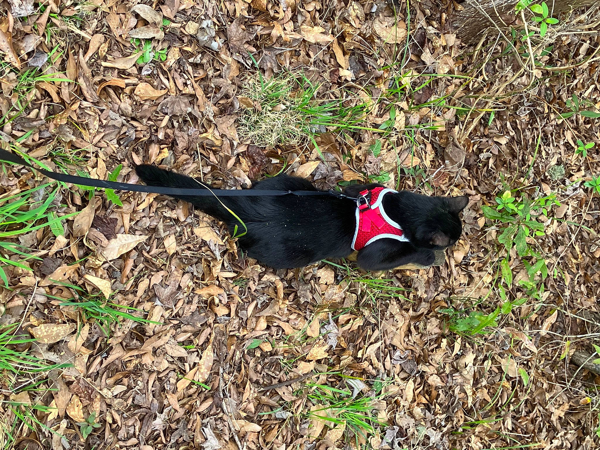 Bay-bay is registered to the contest to win money with this photo: beak, bird, carmine, grass, grassland, phasianidae, shadow, soil, tail, terrestrial_animal, tints_and_shades, wing