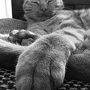 Caramel participe au concours pour gagner de l'argent avec cette photo : cat, paw, close_up, black_and_white, relaxed, sleeping, feline, fur, whiskers, pet, animal, indoors, cozy, resting, soft, texture, comfort, peaceful, cute, mammal