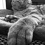 cat, paw, close_up, black_and_white, relaxed, sleeping, feline, fur, whiskers, pet, animal, indoors, cozy, resting, soft, texture, comfort, peaceful, cute, mammal