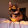 animal, bed, blanket, cat, comfort, cozy, cute, domestic, feline, fur, indoor, looking_away, pet, portrait, relaxation, resting, shadow, sunlight, tortoiseshell_cat, warm_light