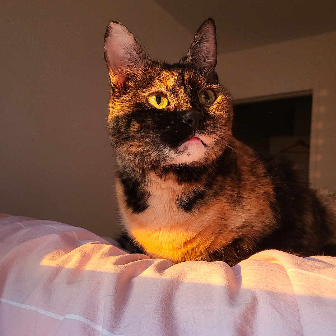 Nala