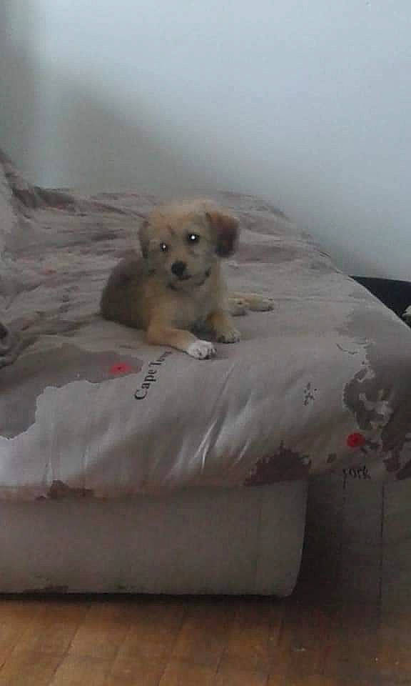 Lecky a rejoint le concours — aidez-le/la à gagner de superbes lots ! bed, bed_sheet, bedding, canidae, carnivore, comfort, companion_dog, dog, dog_breed, fawn, flooring, hardwood, linens, pet_supply, room, sporting_group, terrestrial_animal, toy, wood, working_animal