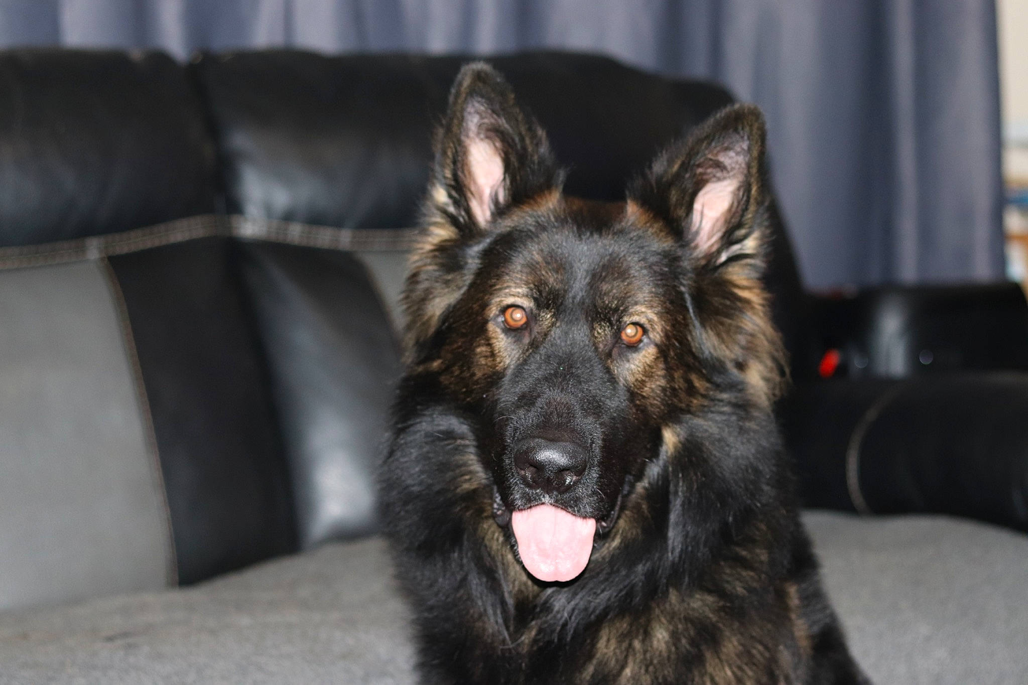 Hamish is registered to the contest to win money with this photo: canidae, carnivore, companion_dog, couch, curtain, dog, dog_breed, fur, guard_dog, herding_dog, king_shepherd, sleeper_chair, snout, sporting_group, whiskers, working_animal, working_dog
