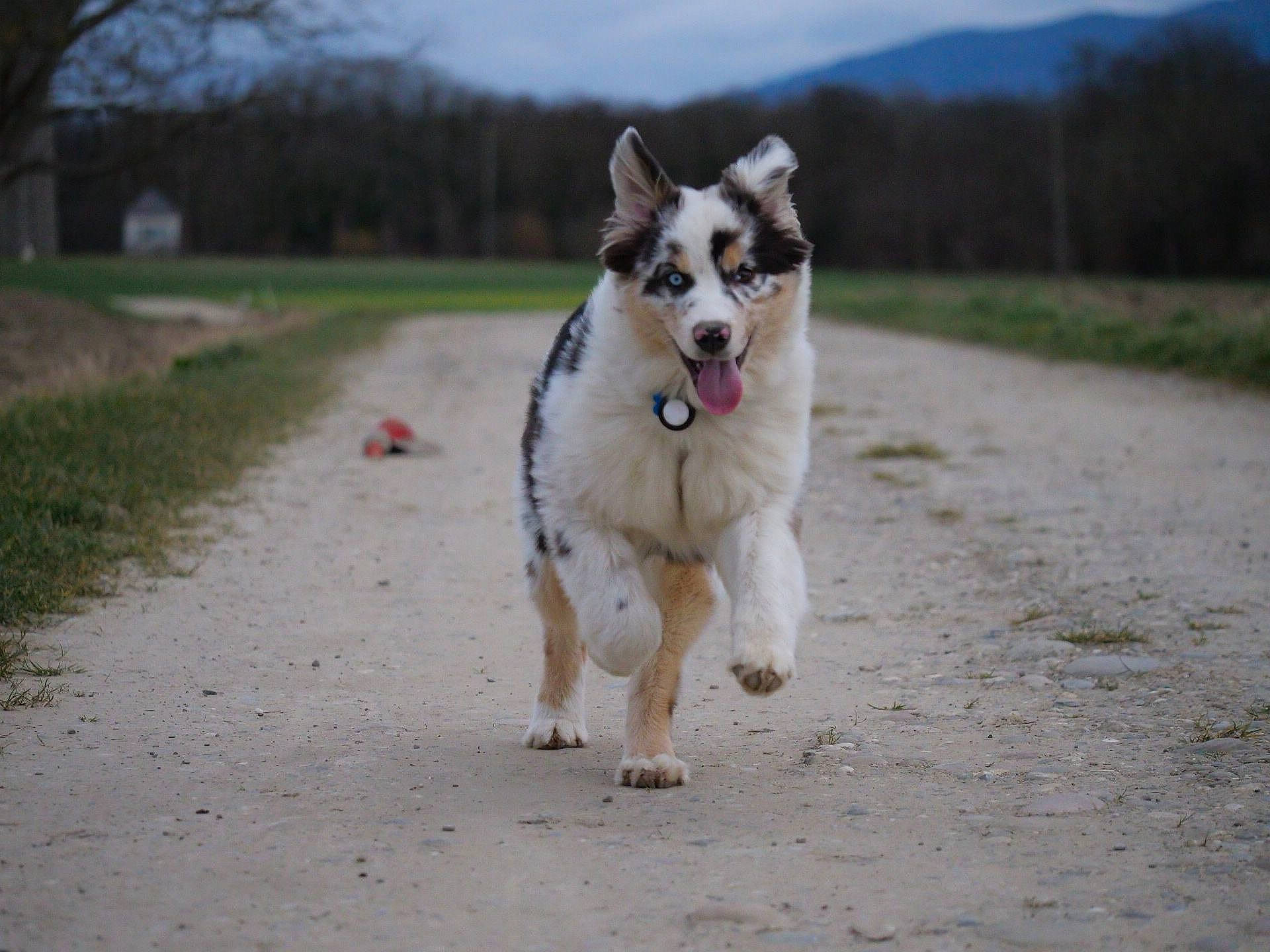 Zeus a rejoint le concours — aidez-le/la à gagner de superbes lots ! canidae, carnivore, cloud, collar, companion_dog, dog, dog_breed, fawn, plant, road, road_surface, sky, sled_dog, snout, sporting_group, tail, tree, wildlife, working_animal, working_dog