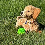Kaju joined the competition — help win amazing prizes! dog, grass, toy, sunlight, outdoor, pet, collar, chew_toy, curly_fur, canine, relaxed, nature, summer, playful, animal, mammal, fur, green, daytime, cute