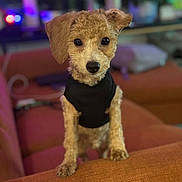 Kaju joined the competition — help win amazing prizes! dog, puppy, curly_fur, black_shirt, orange_couch, indoor, pet, cute, looking_at_camera, home_interior, blurred_background, furniture, animal, small_dog, cozy, domestic, companion, friendly, alert, young_dog