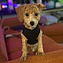 dog, puppy, curly_fur, black_shirt, orange_couch, indoor, pet, cute, looking_at_camera, home_interior, blurred_background, furniture, animal, small_dog, cozy, domestic, companion, friendly, alert, young_dog