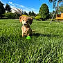 Kaju is registered to the contest to win money with this photo: dog, puppy, grass, green_ball, outdoor, sunny, blue_sky, tree, swing, backyard, pet, cute, curly_fur, collar, playing, nature, summer, small_dog, daytime, fence