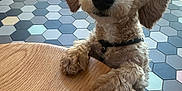 Kaju is registered to the contest to win money with this photo: dog, puppy, wooden_table, floor, hexagonal_tiles, curious, pet, indoor, fur, paws, collar, animal, cute, small_dog, looking_up, black_nose, ears, background_people, legs, shiny_eyes