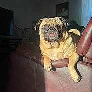 Peachy joined the competition — help win amazing prizes! animal, brown, canine, cute, dog, ears, furniture, home, indoor, leather_couch, living_room, pet, plant, portrait, pug, relaxed, shadow, snout, sunlight, tongue_out