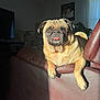 animal, brown, canine, cute, dog, ears, furniture, home, indoor, leather_couch, living_room, pet, plant, portrait, pug, relaxed, shadow, snout, sunlight, tongue_out