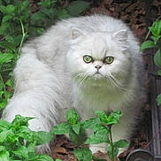 Luna participe au concours pour gagner de l'argent avec cette photo :