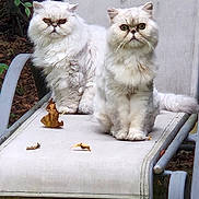 Boogie Et Luna a rejoint le concours — aidez-le/la à gagner de superbes lots ! cats, persian_cats, fluffy, white_fur, long_hair, grumpy, sitting, outdoor, patio, chair, garden, grass, leaves, plants, pets, animal_portrait, front_facing, greenery, cushion, pair