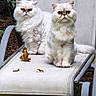 cats, persian_cats, fluffy, white_fur, long_hair, grumpy, sitting, outdoor, patio, chair, garden, grass, leaves, plants, pets, animal_portrait, front_facing, greenery, cushion, pair