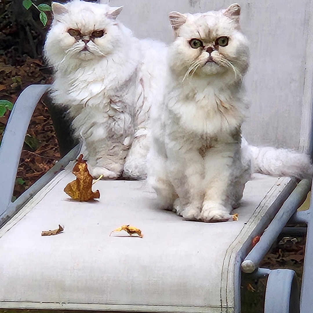 Boogie Et Luna